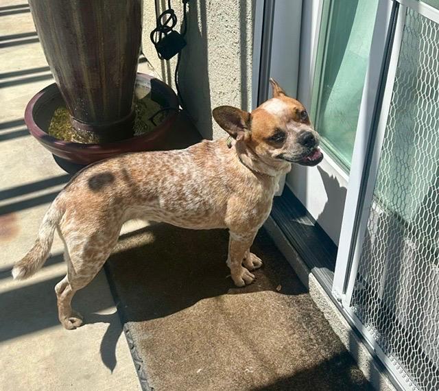 Enlarge Connie, a Adoptable mixed breed in San Diego, CA image 3/4