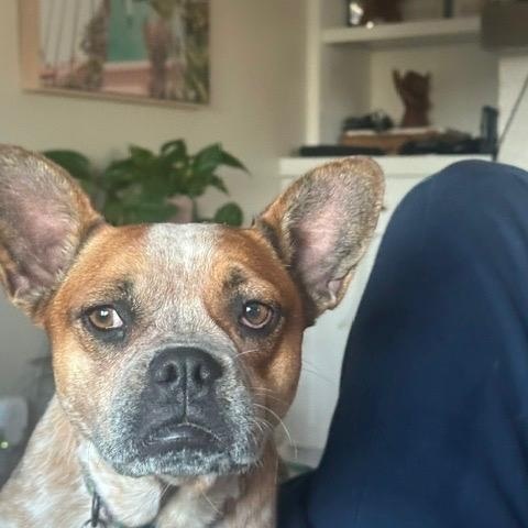Enlarge Connie, a Adoptable mixed breed in San Diego, CA image 2/4