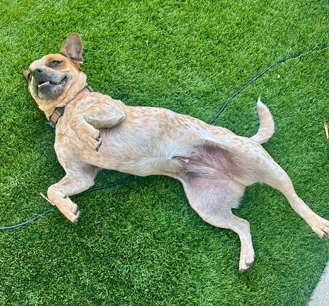 Enlarge Connie, a Adoptable mixed breed in San Diego, CA image 4/4