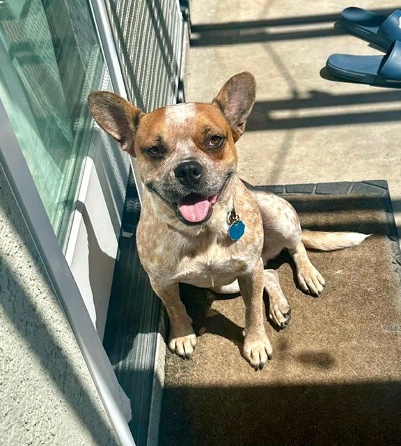 Enlarge Connie, a Adoptable mixed breed in San Diego, CA image 1/4