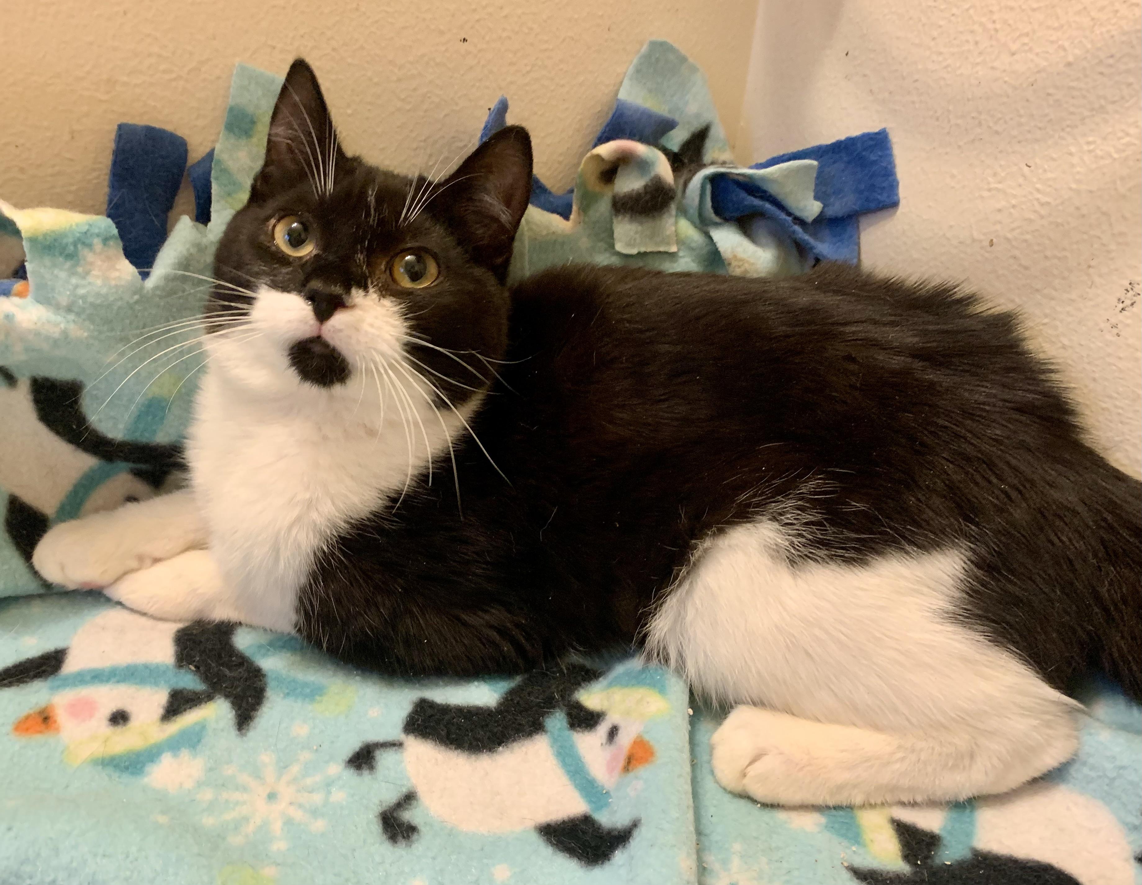 Enlarge Cedric, an adopted mixed breed in San Jose, CA image 2/2