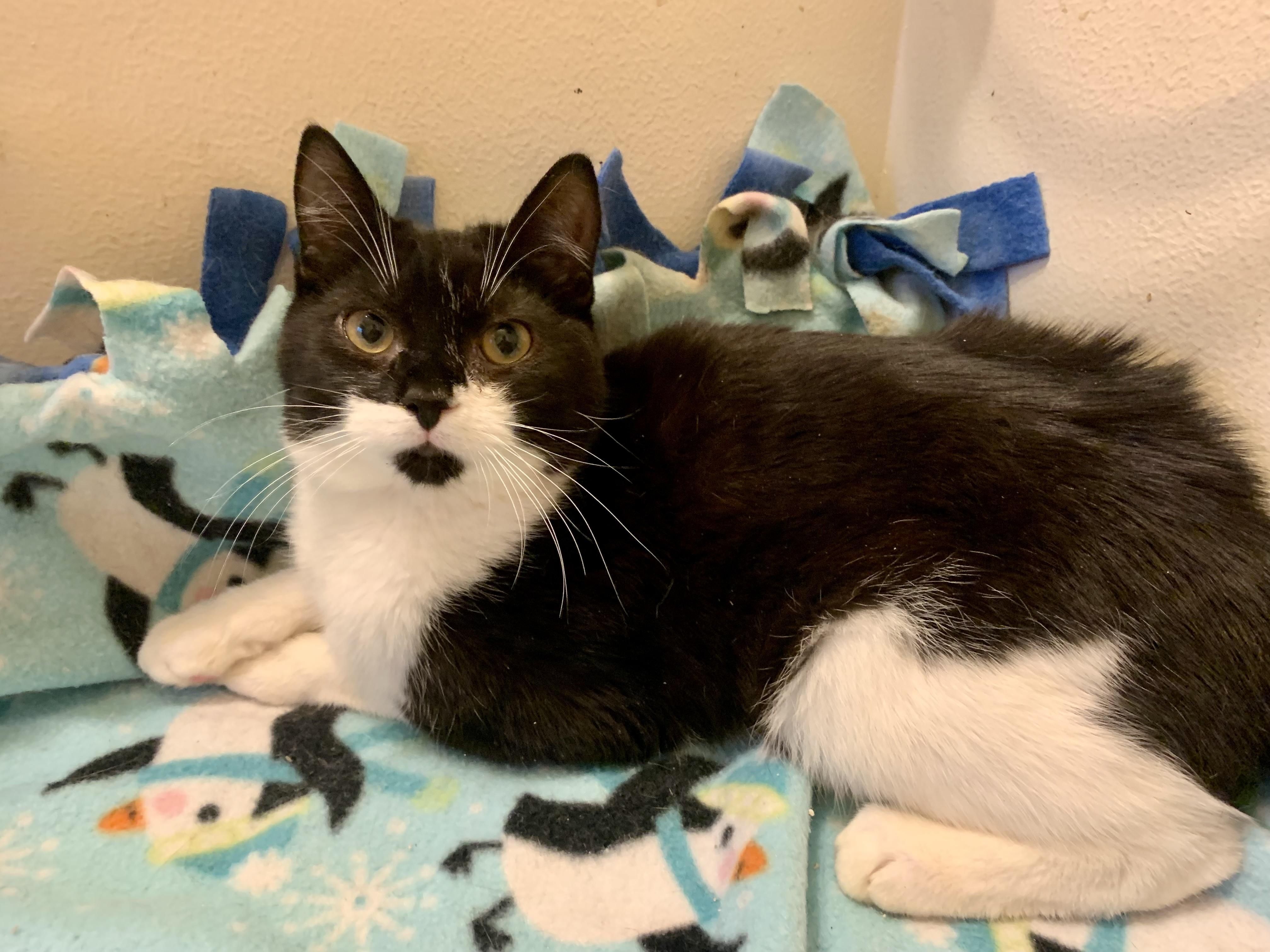 Enlarge Cedric, an adopted mixed breed in San Jose, CA image 1/2