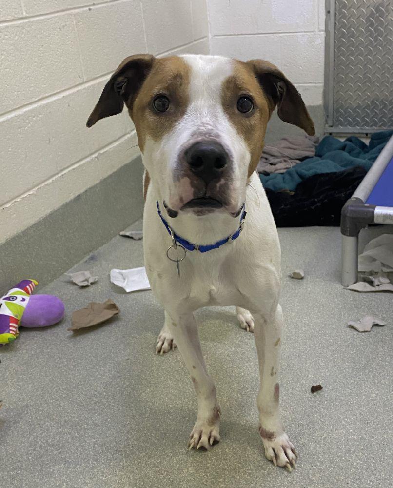 Bruno, Adoptable, Adult Male Mixed Breed.