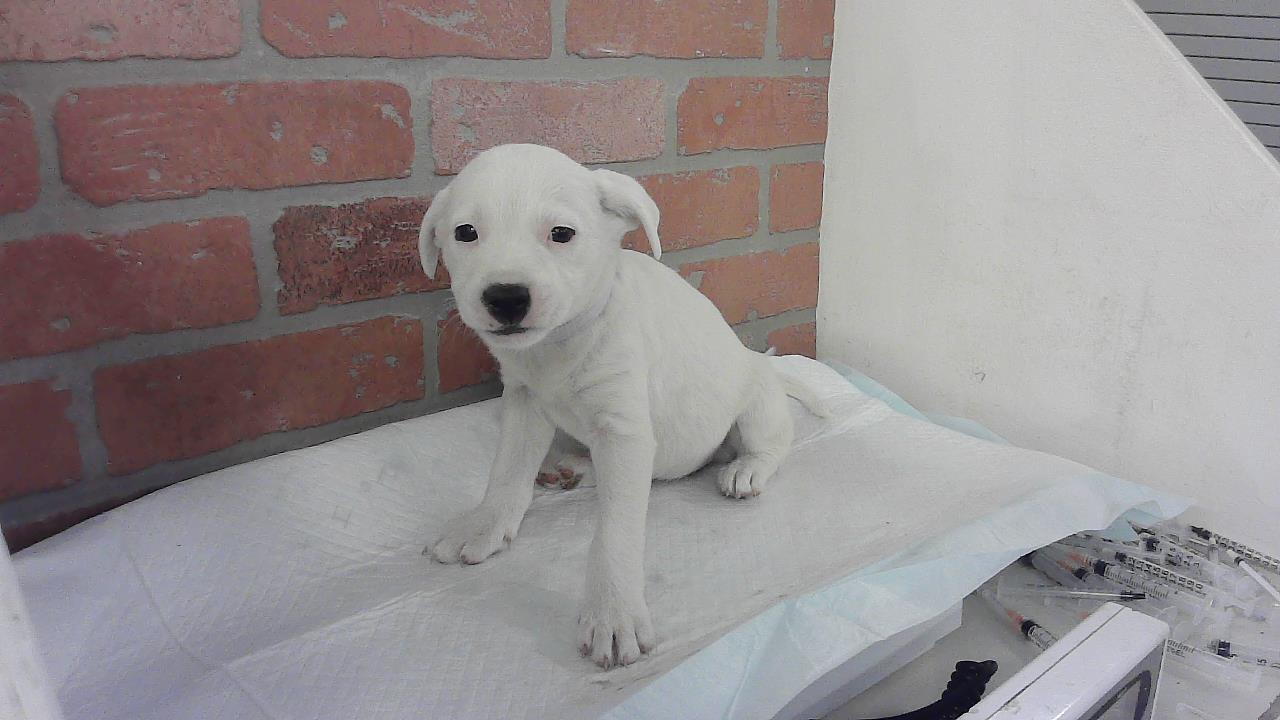 Enlarge BLOSSOM, a Adoptable mixed breed in Houston, TX image 1/1