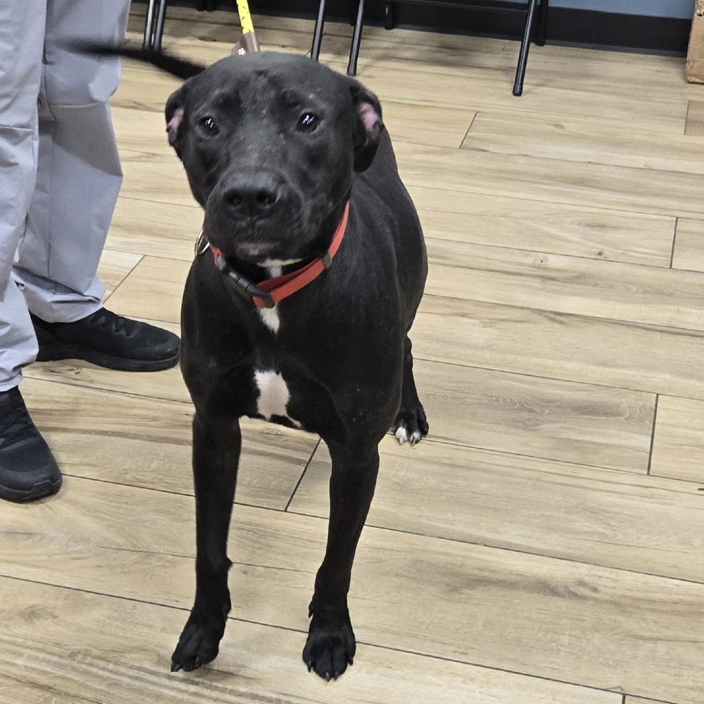 Midnight, Adoptable, Adult Male Pit Bull Terrier & Mixed Breed.