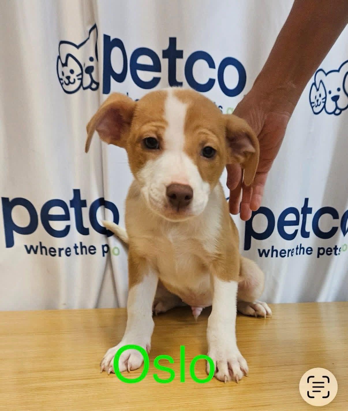 Enlarge Oslo, an adopted mixed breed in Chattanooga, TN image 1/1