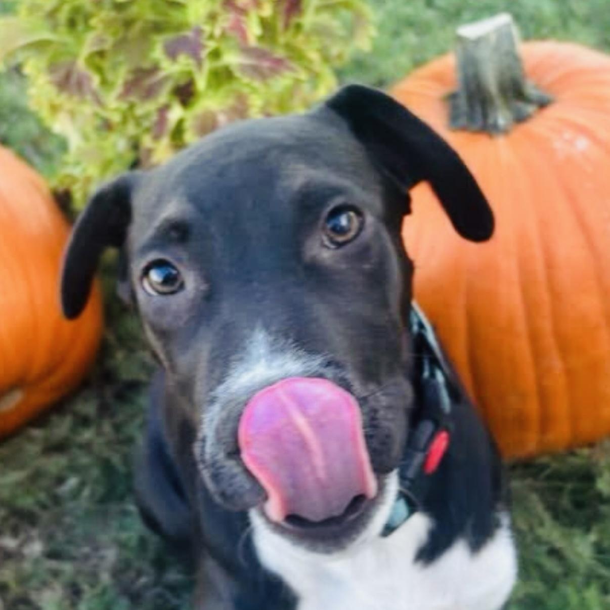 Koa, Adoptable, Puppy Male Terrier & Jack Russell Terrier.