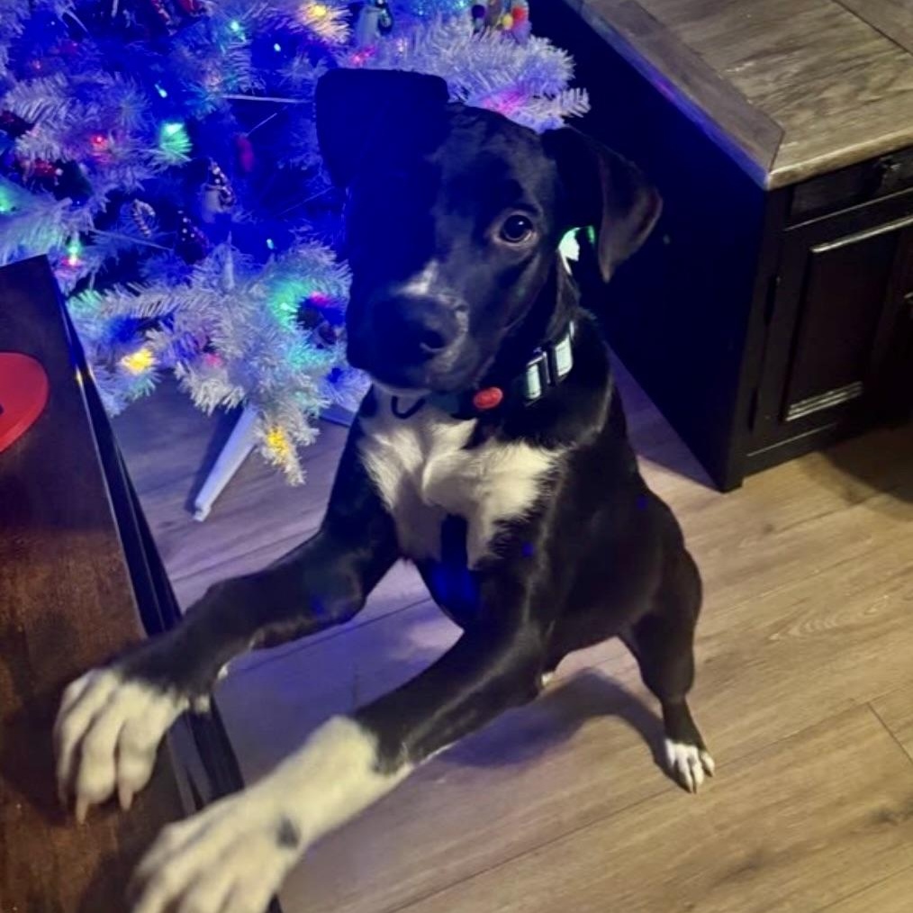 Enlarge Koa, an adopted mixed breed in Austin, TX image 5/6