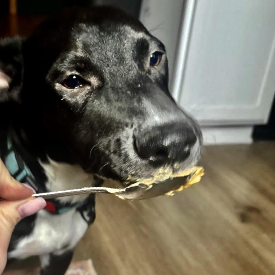 Enlarge Koa, an adopted mixed breed in Austin, TX image 4/6