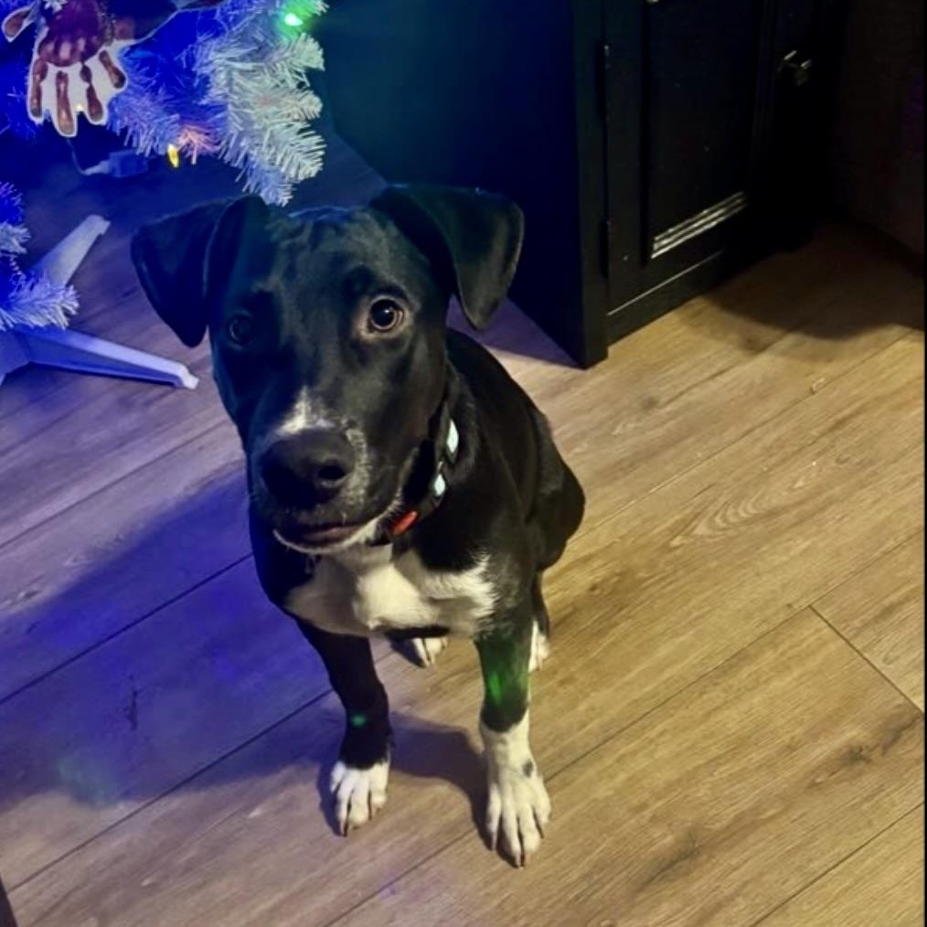 Enlarge Koa, an adopted mixed breed in Austin, TX image 2/6