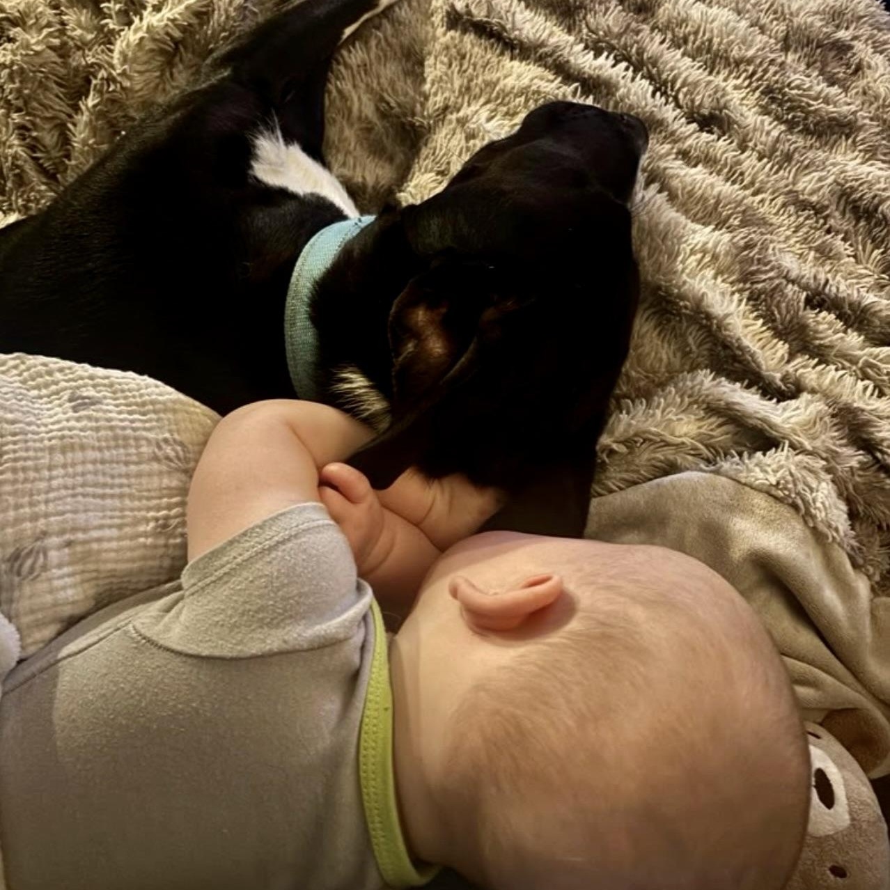 Enlarge Koa, an adopted mixed breed in Austin, TX image 3/6