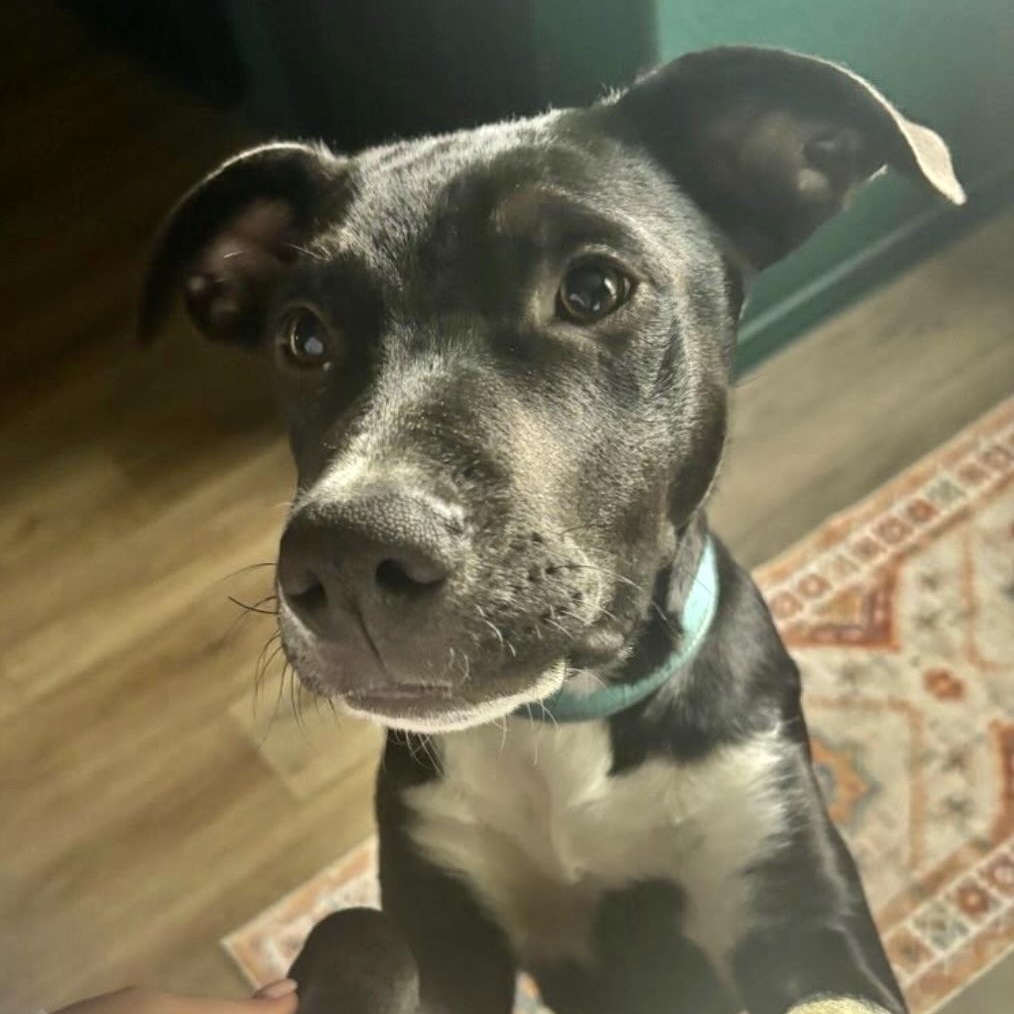 Enlarge Koa, an adopted mixed breed in Austin, TX image 6/6