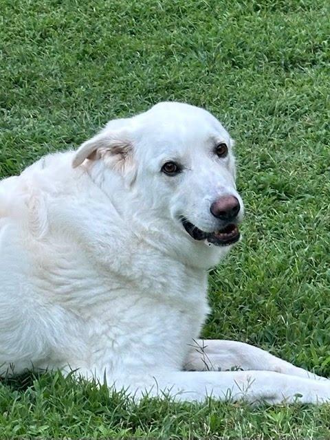 Enlarge Beau - Pyr Bridge Program, a ADOPTABLE Great Pyrenees in Spartanburg, SC image 1/5