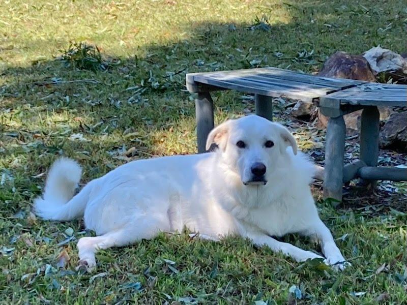 Enlarge Beau - Pyr Bridge Program, a ADOPTABLE Great Pyrenees in Spartanburg, SC image 2/5