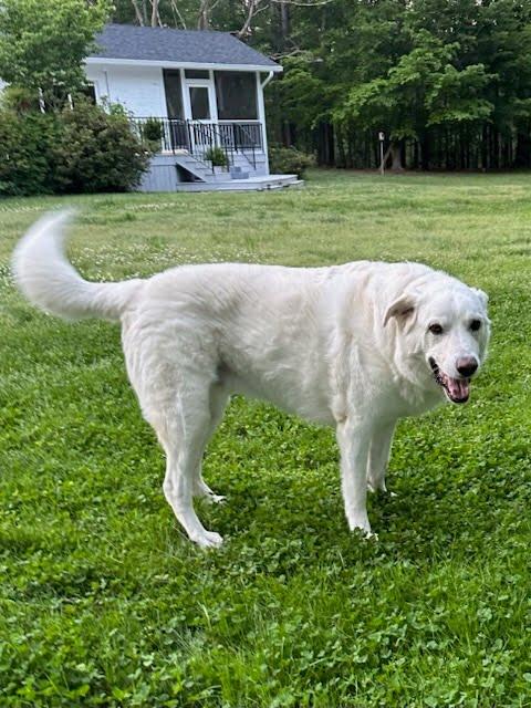 Enlarge Beau - Pyr Bridge Program, a ADOPTABLE Great Pyrenees in Spartanburg, SC image 4/5