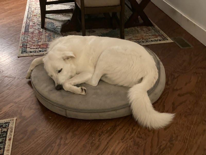 Enlarge Beau - Pyr Bridge Program, a ADOPTABLE Great Pyrenees in Spartanburg, SC image 5/5