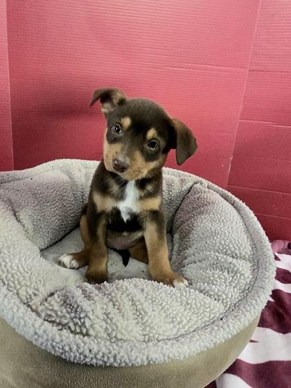 Eleanor, Adoptable, Puppy Female Mixed Breed & Mixed Breed.