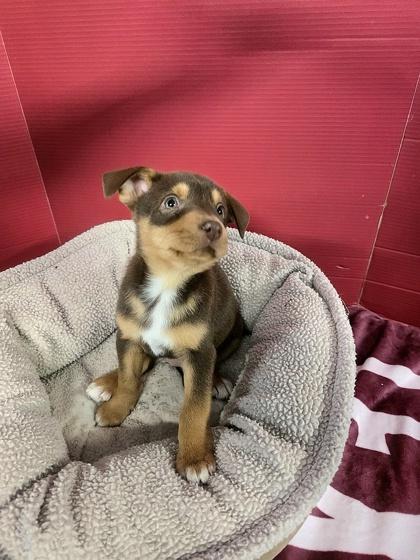 Enlarge Eleanor, a Adoptable mixed breed in Houston, TX image 2/3