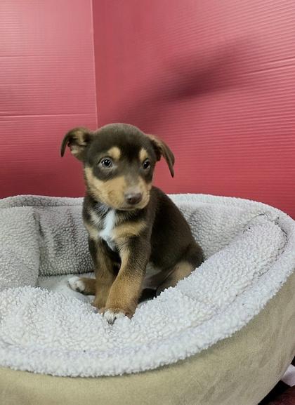 Enlarge Eleanor, a Adoptable mixed breed in Houston, TX image 3/3