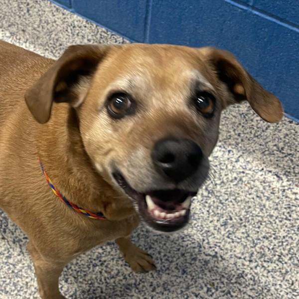 Enlarge Dakota, a Adoptable mixed breed in Golden, CO image 1/1