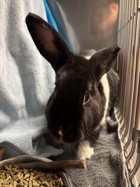 HALA, Adoptable, Senior Male Bunny Rabbit.