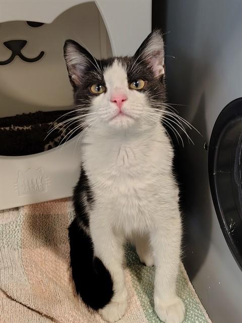FORKLIFT, Adoptable, Kitten Male Domestic Short Hair.