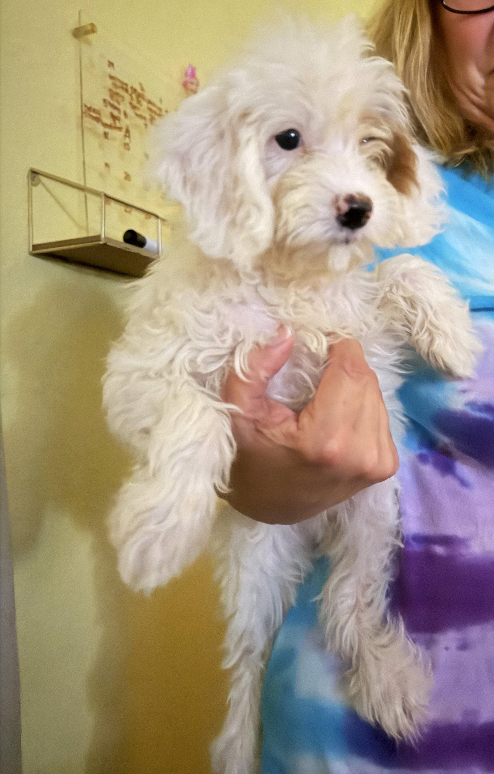 Elsie, Adopted, Puppy Female Bernese Mountain Dog & Poodle.