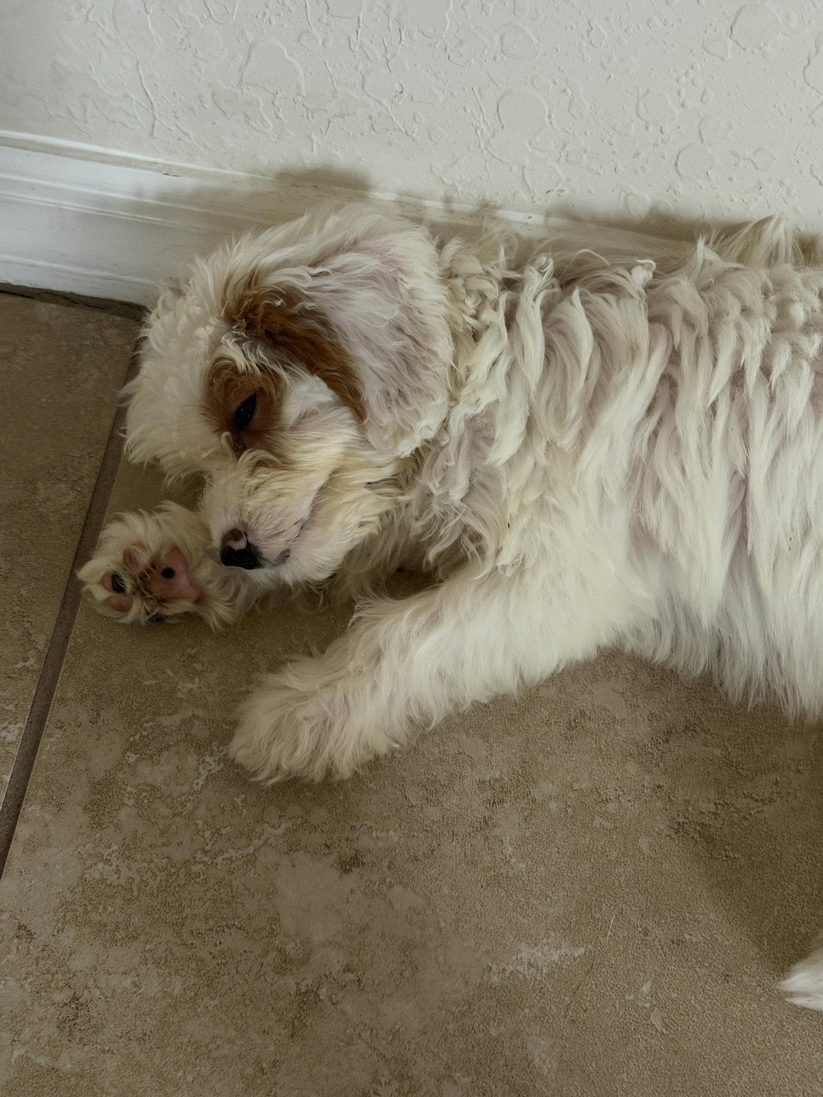 Enlarge Elsie, a Adopted mixed breed in Valrico, FL image 2/3