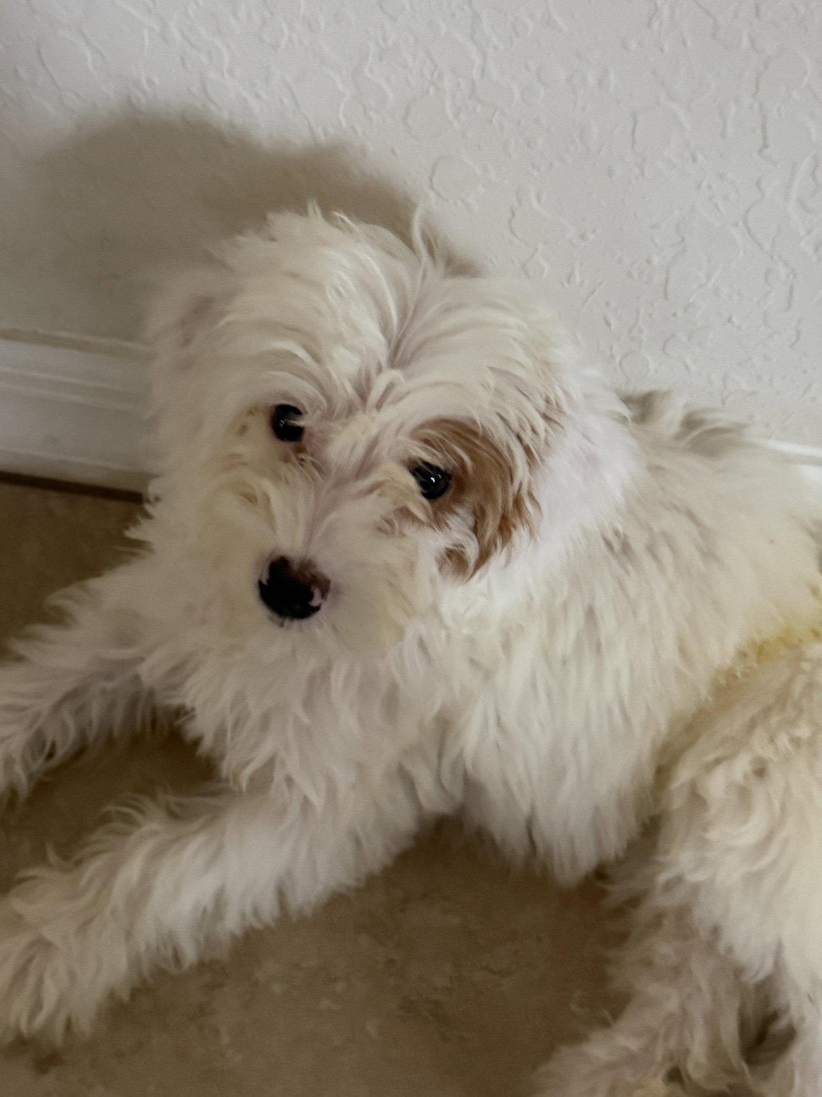 Enlarge Elsie, a Adopted mixed breed in Valrico, FL image 3/3