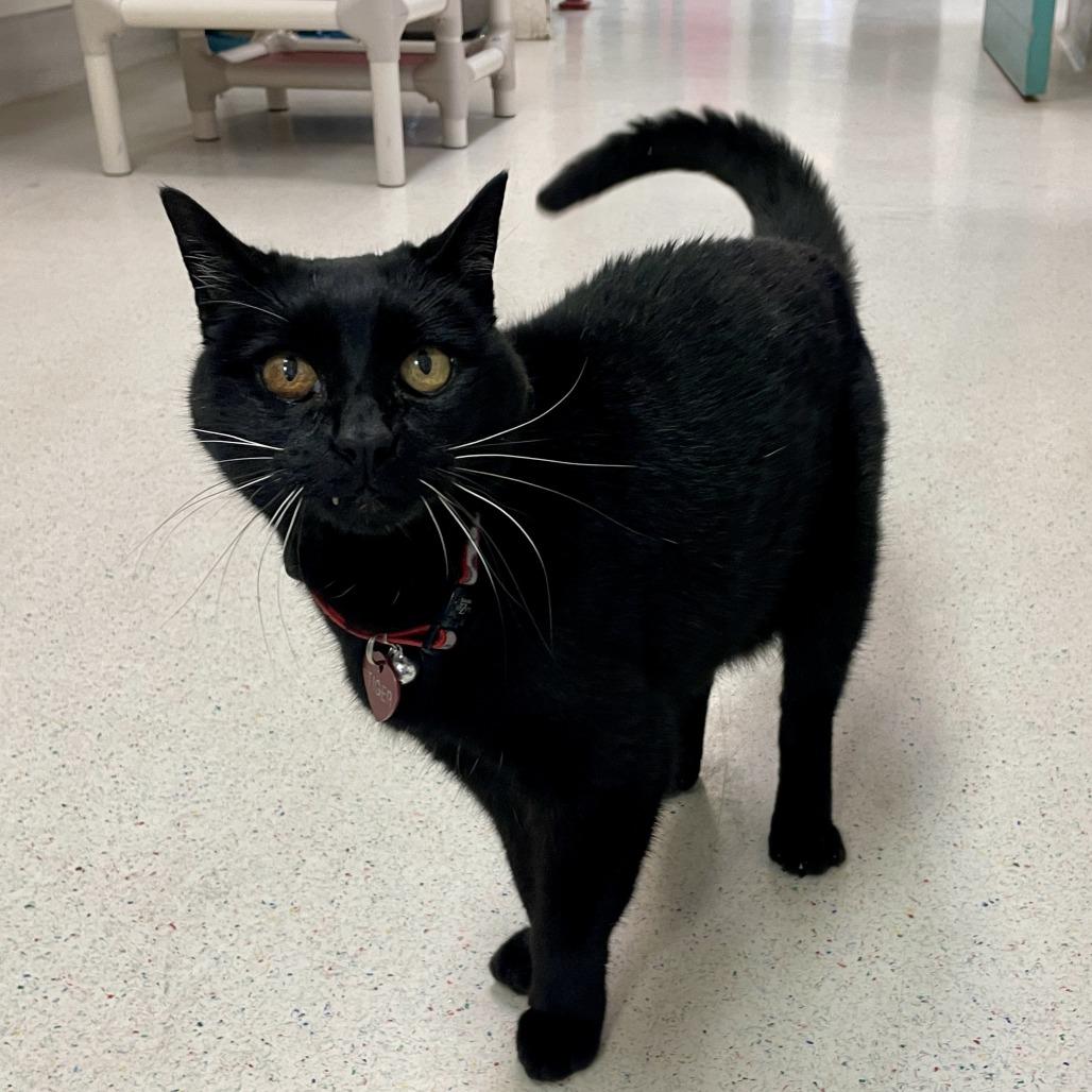 Enlarge Tiger, a Adoptable Domestic Medium Hair in Santa Barbara, CA image 1/3