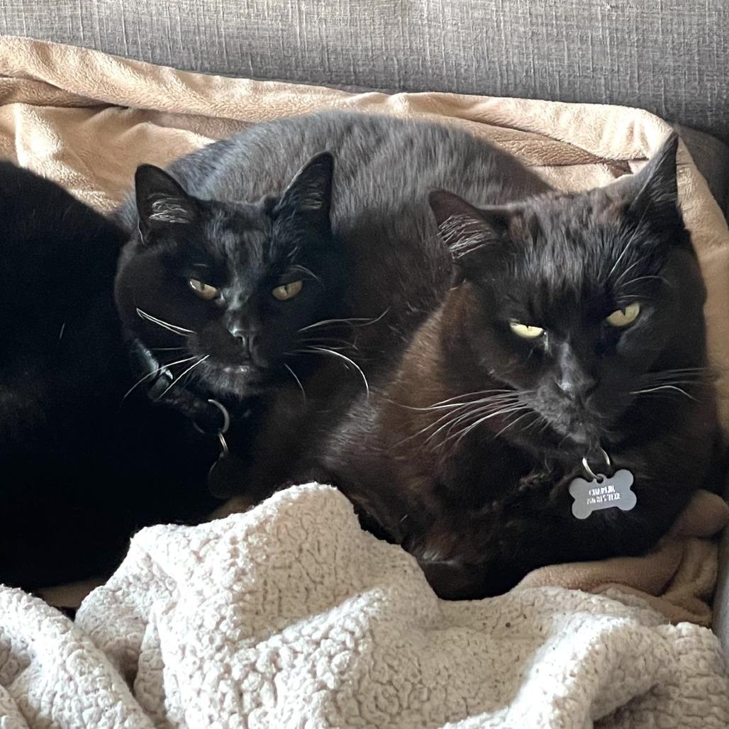 Enlarge Tiger, a Adoptable Domestic Medium Hair in Santa Barbara, CA image 2/3