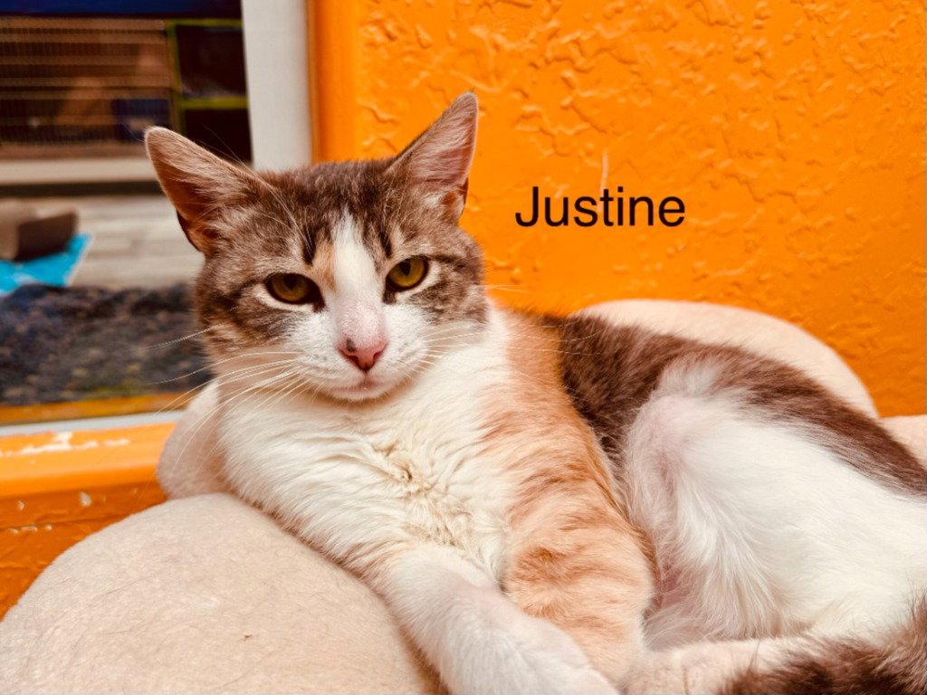 Justine, Adoptable, Young Female Domestic Short Hair & Tabby.
