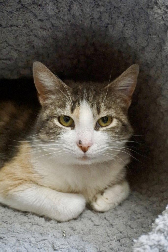 Enlarge Justine, a Adoptable mixed breed in Saint George, UT image 2/3