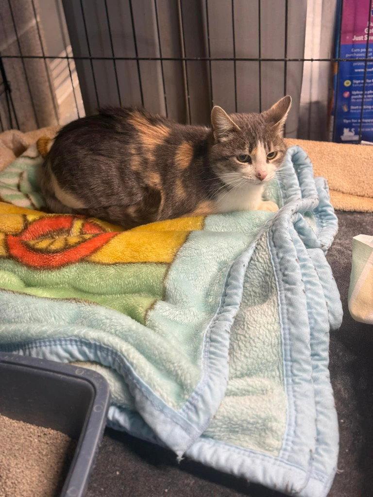 Enlarge Justine, a Adoptable mixed breed in Saint George, UT image 3/3