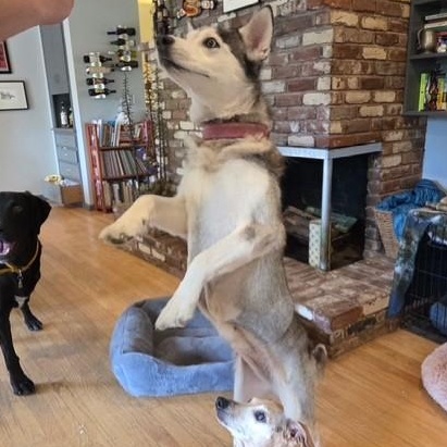 Kielah (Courtsey Post), a ADOPTABLE Siberian Husky in Portland, OR image 3/6