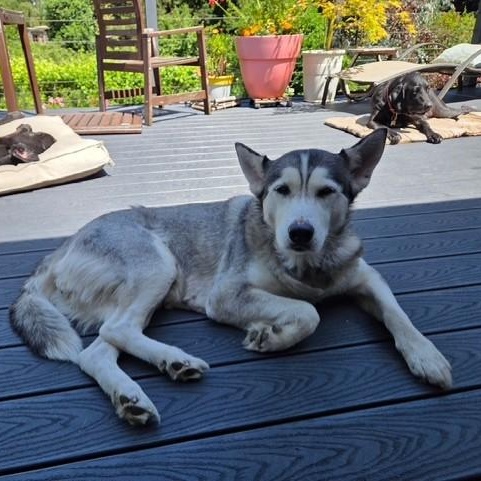 Kielah (Courtsey Post), a ADOPTABLE Siberian Husky in Portland, OR image 6/6