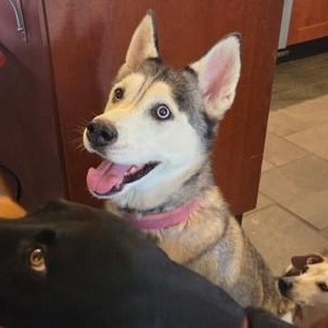 Kielah (Courtsey Post), a ADOPTABLE Siberian Husky in Portland, OR image 4/6