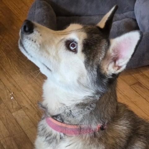 Kielah (Courtsey Post), a ADOPTABLE Siberian Husky in Portland, OR image 1/6