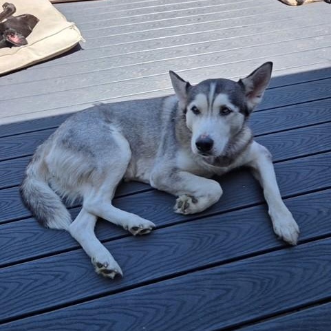 Kielah (Courtsey Post), a ADOPTABLE Siberian Husky in Portland, OR image 5/6