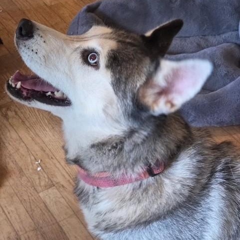 Kielah (Courtsey Post), a ADOPTABLE Siberian Husky in Portland, OR image 2/6