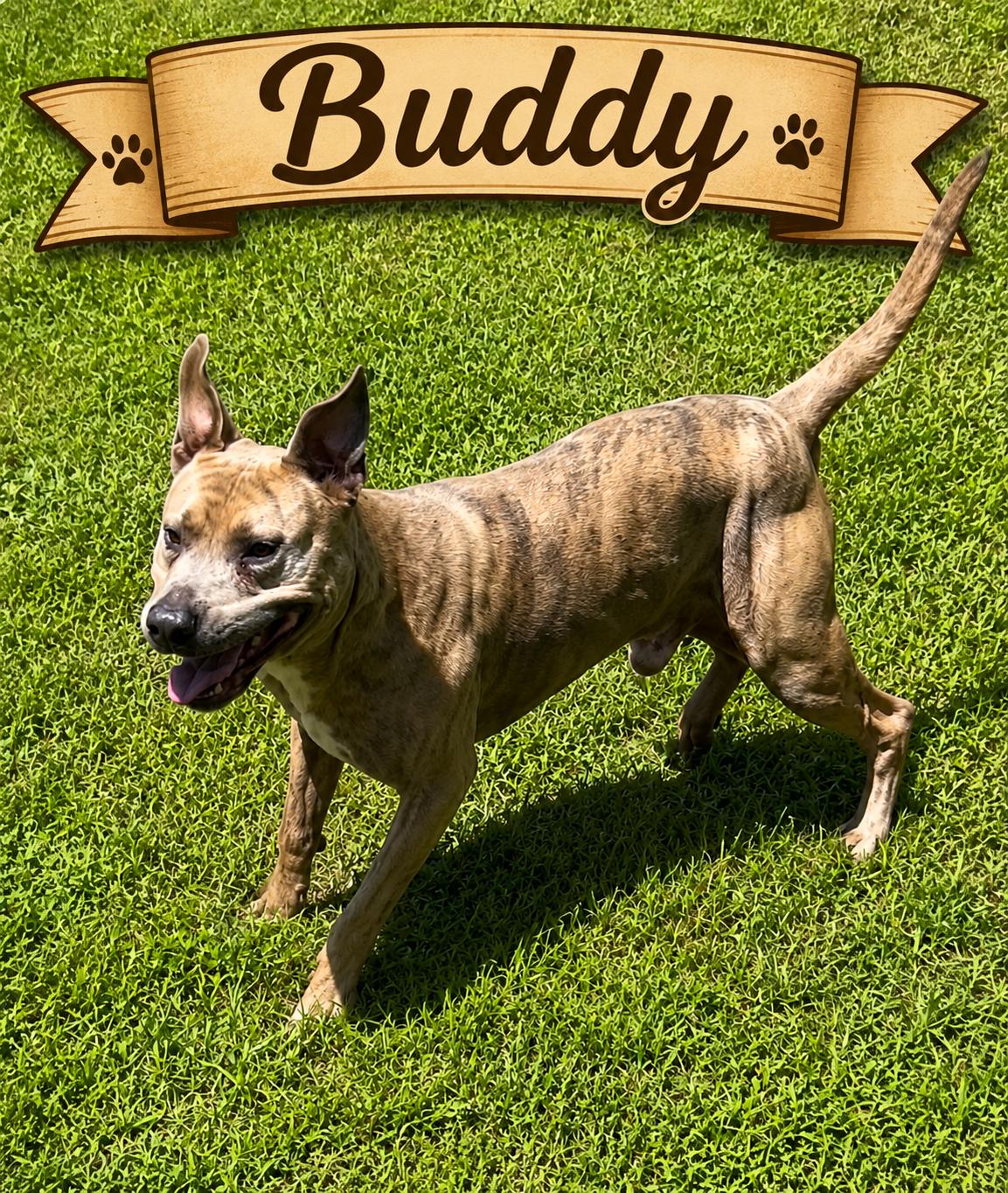 Buddy, Adoptable, Adult Male American Bully.