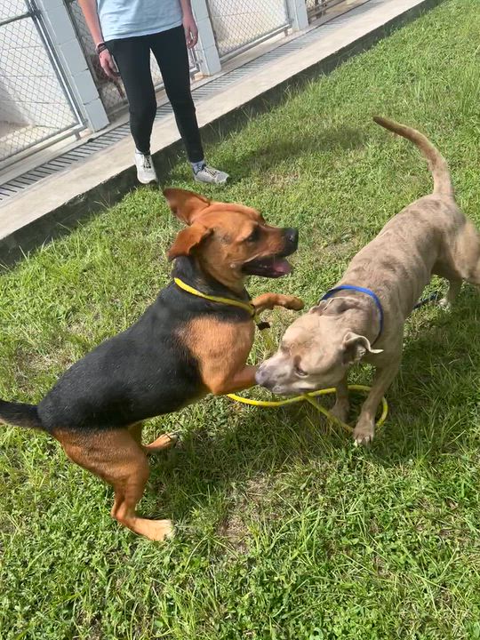 Enlarge Buddy, a Adoptable American Bully in Darien, GA video 2/2