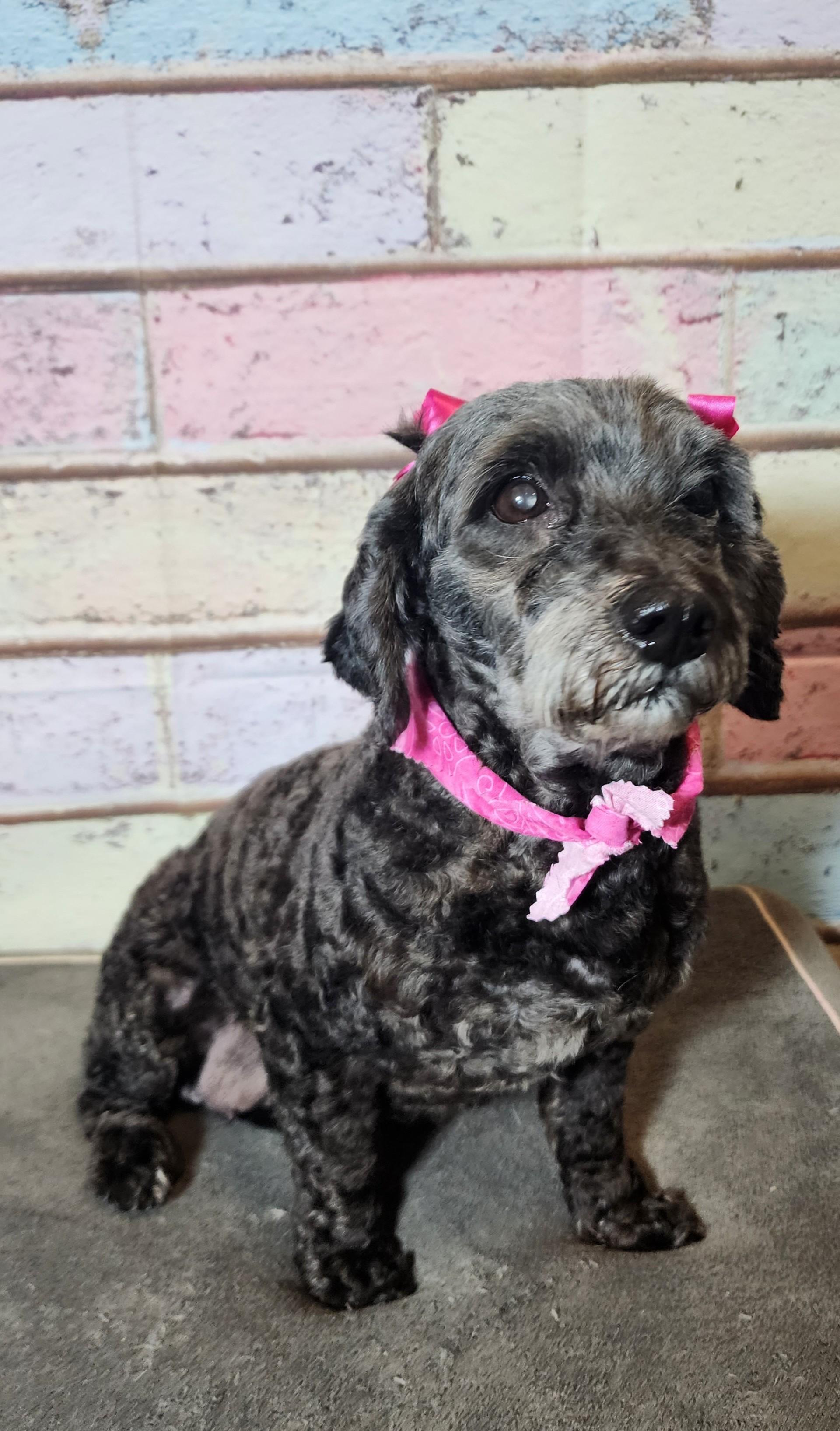 Isabela (Bonded with Mirabel), Senior Female Mixed Breed