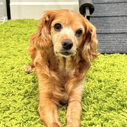 Enlarge Elsa, a Adoptable Cocker Spaniel in Sherman Oaks, CA image 1/6