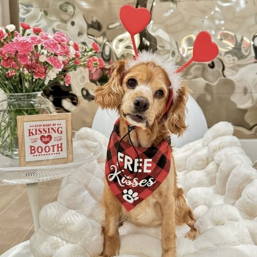 Elsa, Adoptable, Adult Female Cocker Spaniel.