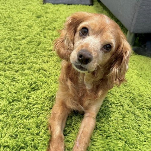 Enlarge Elsa, a Adoptable Cocker Spaniel in Sherman Oaks, CA image 3/6