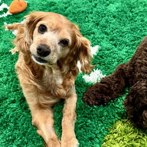 Enlarge Elsa, a Adoptable Cocker Spaniel in Sherman Oaks, CA image 4/6