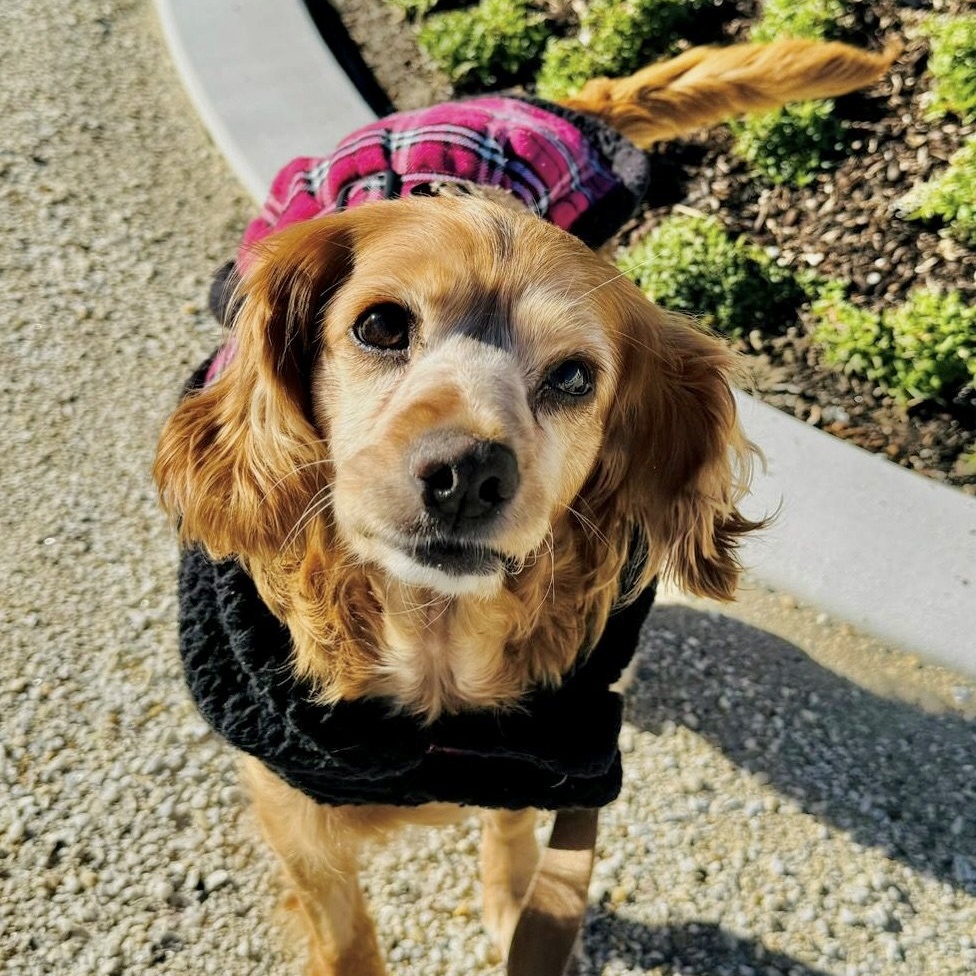 Enlarge Elsa, a Adoptable Cocker Spaniel in Sherman Oaks, CA image 5/6