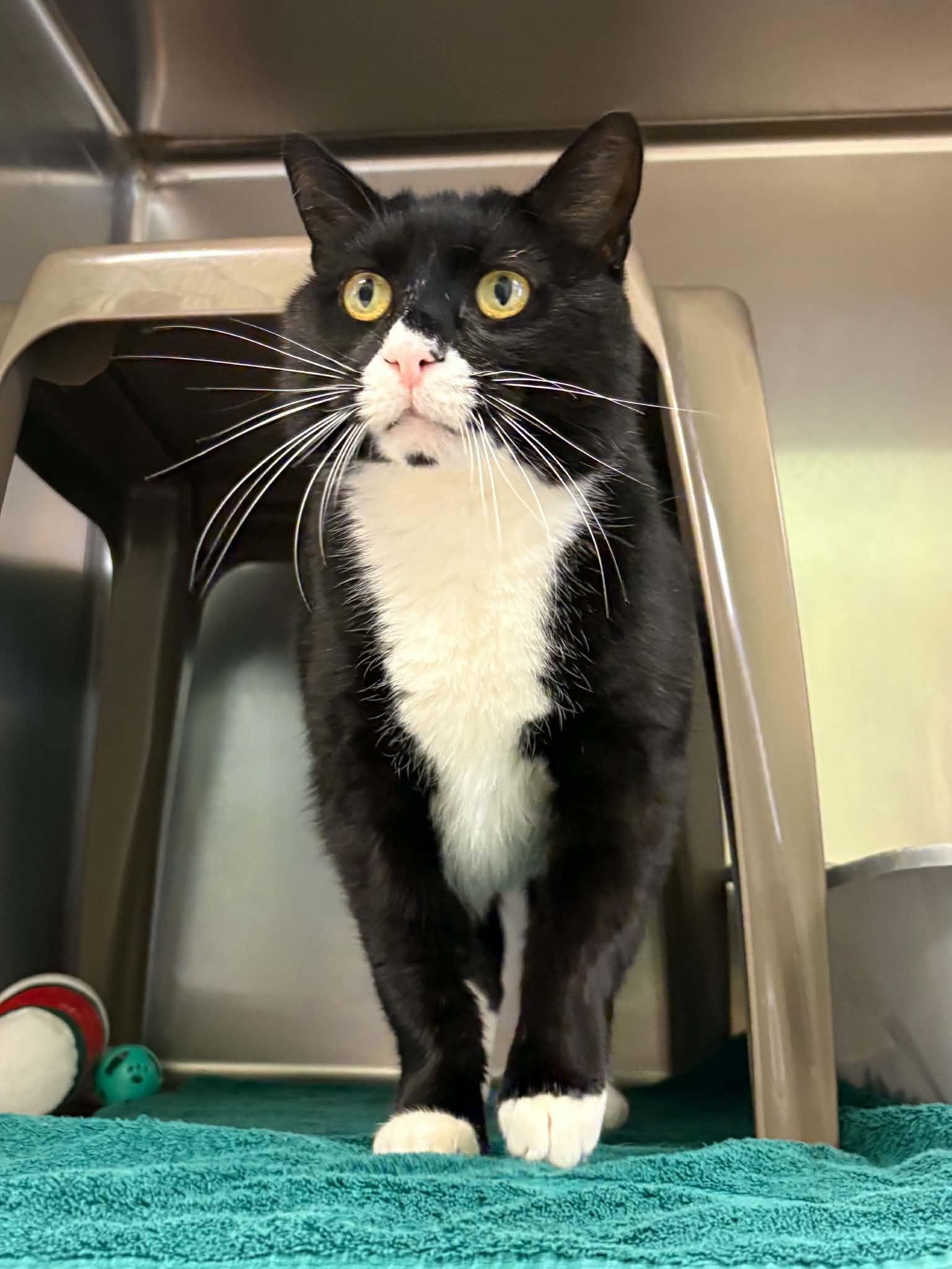 Enlarge Sylvester, a Adoptable Domestic Short Hair in Paris, ME image 2/3