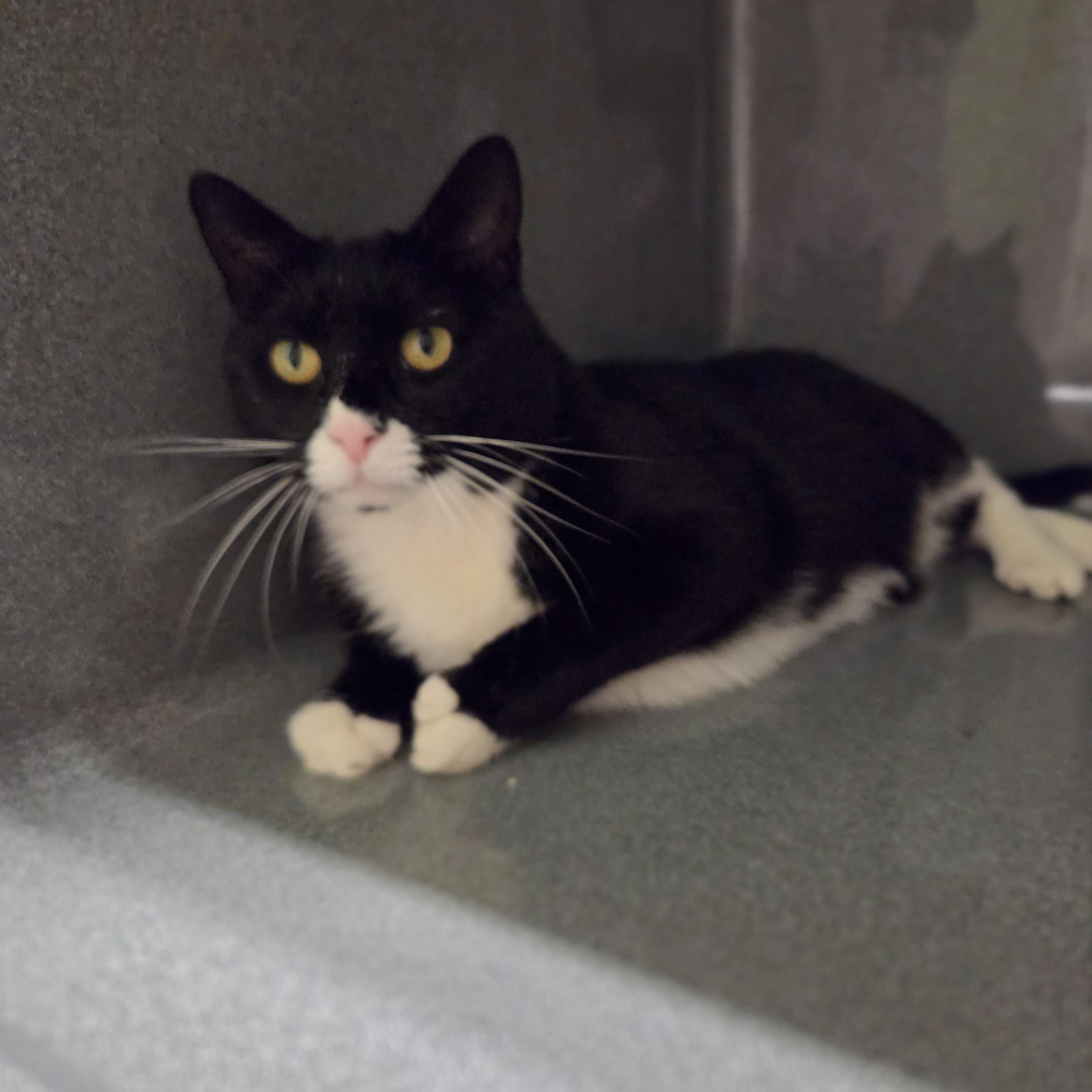 Enlarge Sylvester, a Adoptable Domestic Short Hair in Paris, ME image 3/3